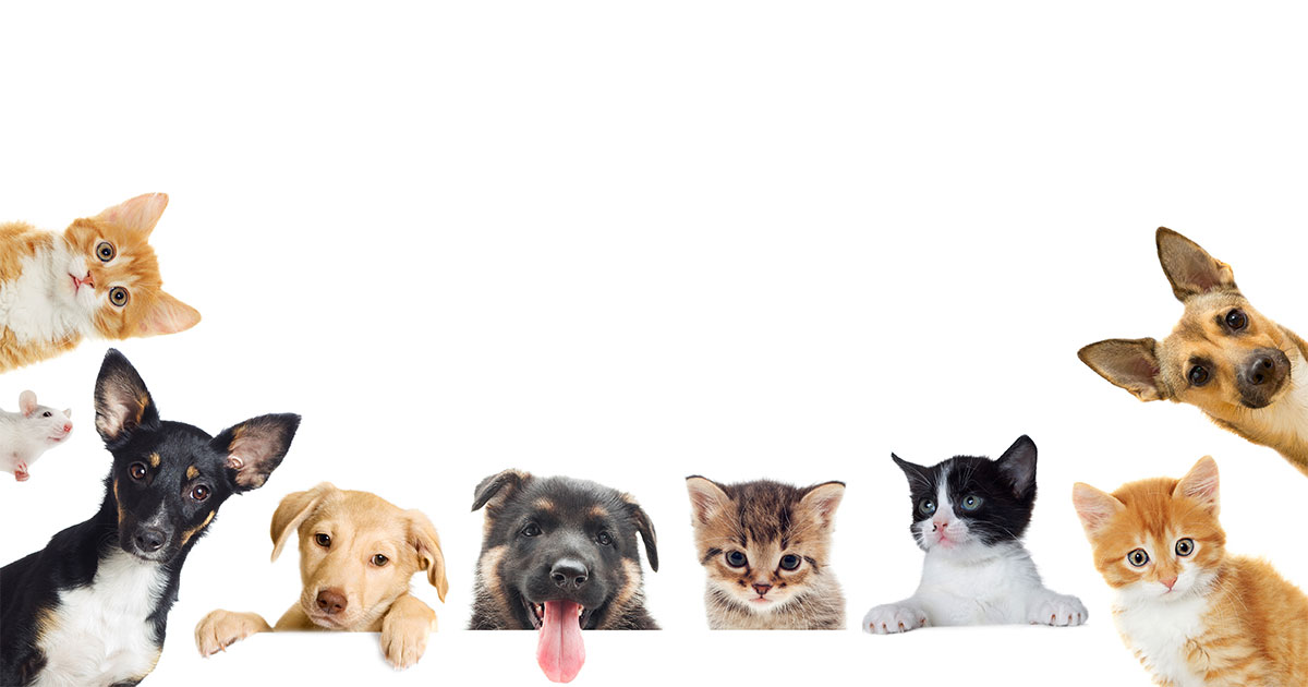 ¿Mascotas con un bebé en casa?